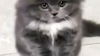 Cute cats you can relieve off ????????????????