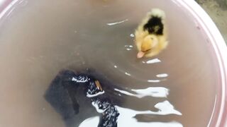Duck baby