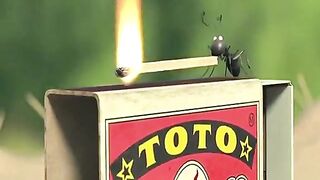 New movies ants  clip viral