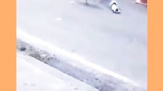 ???? dog