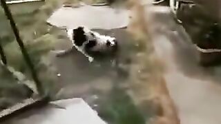 Cats fighting