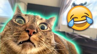 Try Not To Laugh Watching Funny Animals Compilation | Funniest Animals Vines 2023