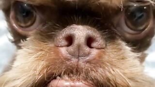Does this dog is Grinch in real life?
