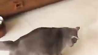 Funny cat