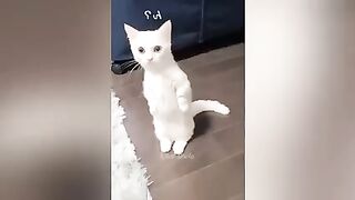 Funniest Animals 2023 funniest cat and dog????????.