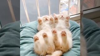 A compilation of adorable and humorous videos featuring baby cats in 4K resolution