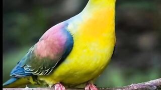 Birds beautyful view