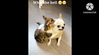I'm not going to drink darling... (Tiktok )