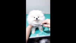 Cute animal
