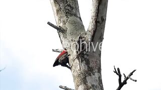 Woodpecker clearing out a tree