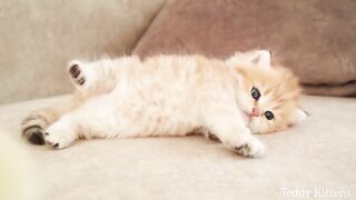 Kitten and a tiny chicken