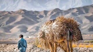Wati watan