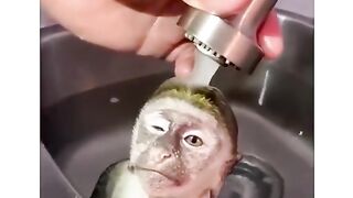 Monkey shower funny moments