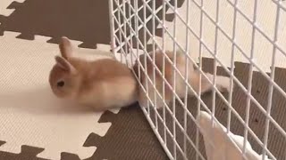 Pet Escape Artists | Funny Pet Video Compilation | The Pet Collective 5