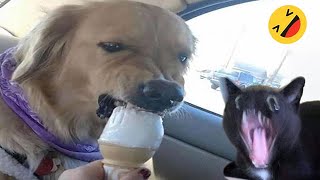 Funny Dogs And Cats Videos 2024 ???? - Best Funniest Animal Videos Of The week #15 2