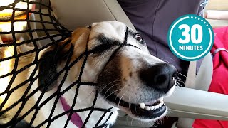 Try Not to Laugh CHALLENGE | 30 Minutes of Funny Dogs 11