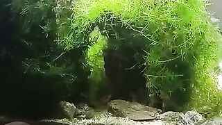 Aquarium life 7