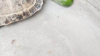The Turtle is very  hungry he is struggle