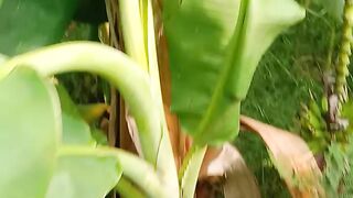 Banana plant in my Garden