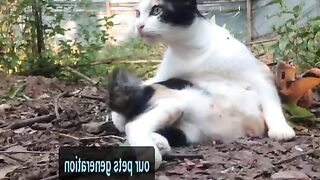 ZB-29  Our Pets Generation