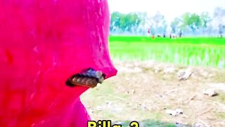 Funny Video 2024 2