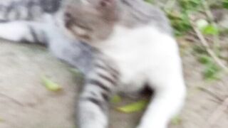 Cat look cheta