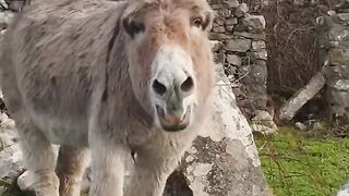 Funny moment Donkey Cry
