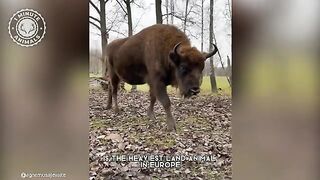 European Bison ???? The Biggest Land Animal In Europe _ 1 Minute Animals.