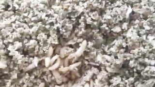 Yang budidaya MAGOT untuk pakan LELE, absen sini, Bagaimana pertumbuhan LELE kalian dengan MAGOT, bagus atau TIDAK❓