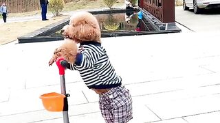 funny dog riding scooter