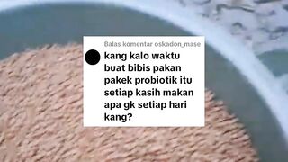 Recommendasi Suplemen untuk BIBIS PAKAN ikan lele