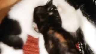 Susu ibu yang terbaik