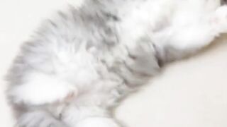 cute gray kitten playing on the floor
