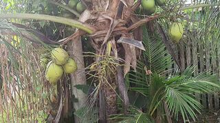 Kelapa Wulung