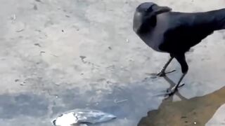 want to be eaten when it's grown up