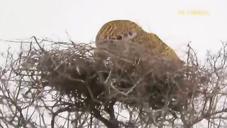 Eagle vs leopard battle!  Most Amazing episode