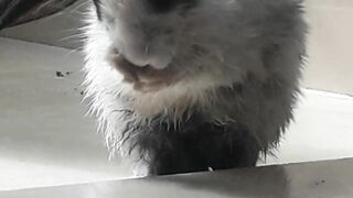 My fevarit rabit