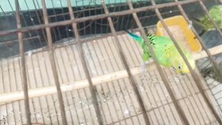 A bird of many hobbies
