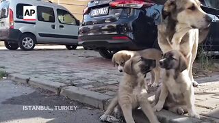 Turkey approves law to remove stray dogs from streets.