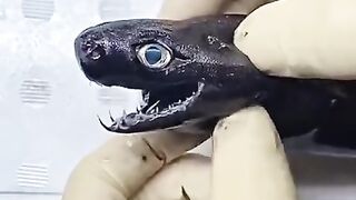 viper shark