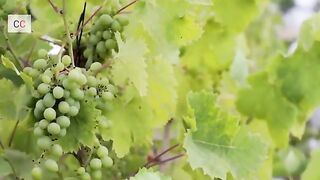 #Grapes fruit #eating#Food