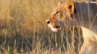 Elephant and her child survives from a group of Lion