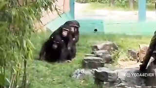 No Monkey Business