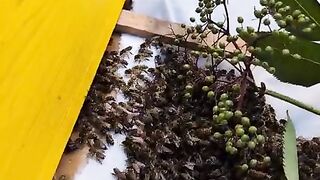 Get away from news feed! Swarm of bees getting a new home.