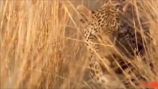 Tiger Hunting Crocodile