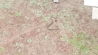 ???????? সাপ আকাশে ওড়ে