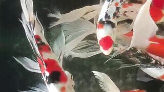 Koi lovers 2