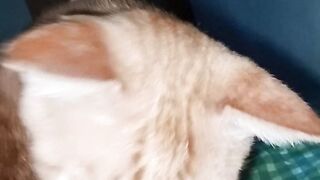 Cat oyen