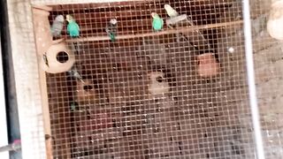 Pet birds