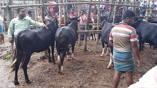 নতুন গরুর হাট ????????